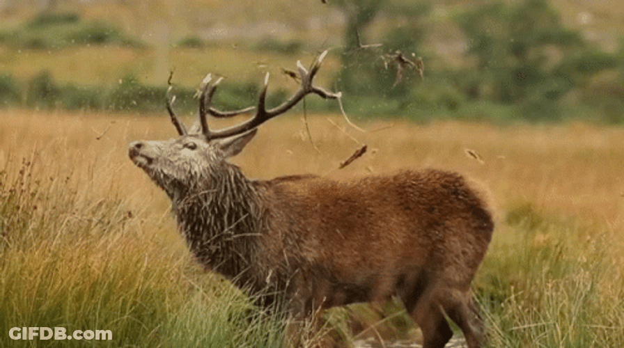 Male Deer Washing Face GIF