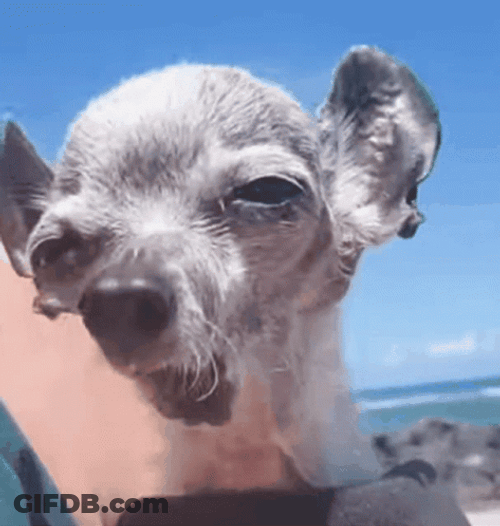 Malnourish And Ugly Dog GIF