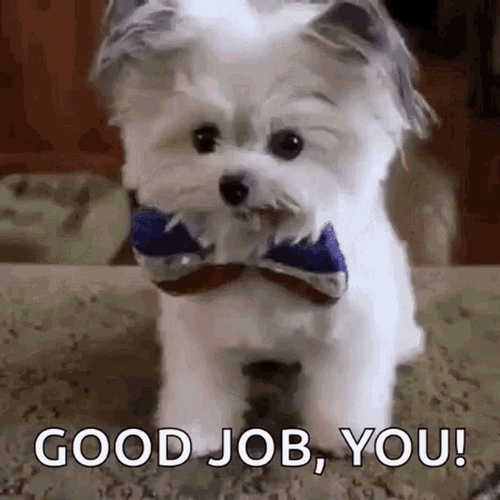 Maltese Dog Good Job You GIF