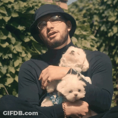 Maltese Puppies Dogs Hugging GIF