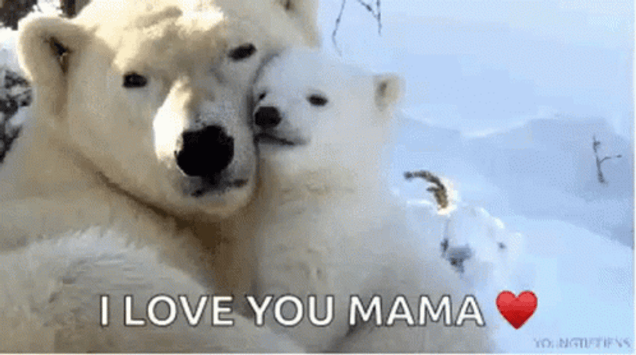 Mama And Baby Polar Bears Cuddling GIF