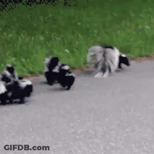 Mama Skunk With Her Babies GIF
