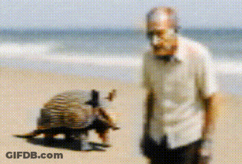 Man And Armadillo Standing On Beach GIF