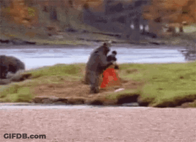 Man And Bear Fighting GIF