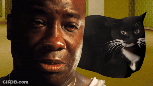 Man And Black Cat Close Up GIF
