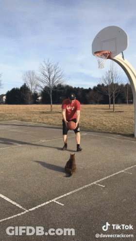 Man And Cat Playing Basketball TikTok GIF