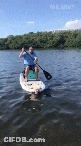 Man And Dog On Paddle Board Failarmy GIF