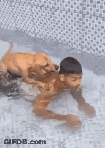 Man And Dog Playing In Pool GIF