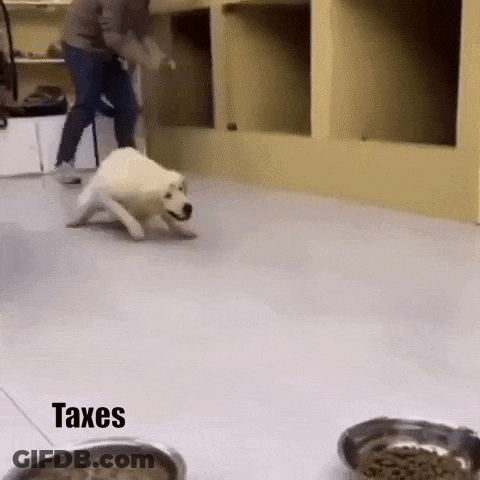 Man And Dog Playing With Bowl Of Food And Taxes GIF