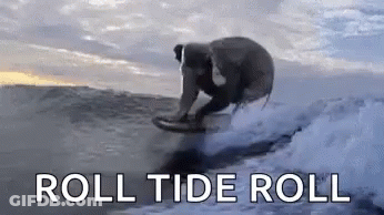 Man And Dog Riding Wave On Surfboard GIF