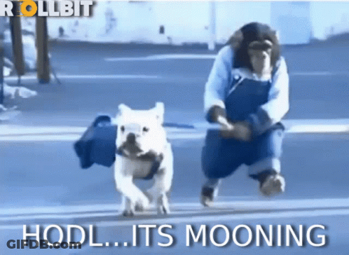 Man And Dog Running Down Street Saying HODL Its Mooning GIF