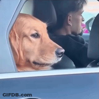 Man And Dog Sticking Head Out Car Window GIF