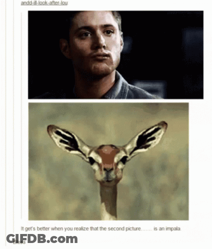Man And Gazelle GIF