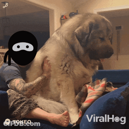 Man And Large Dog On Couch Viralhog GIF