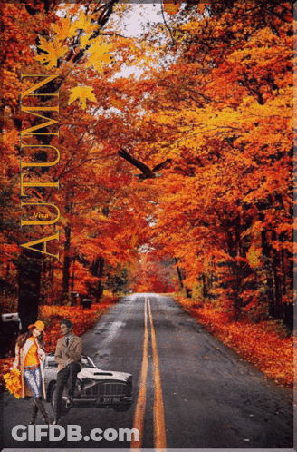 Man And Woman In Car With Autumn GIF