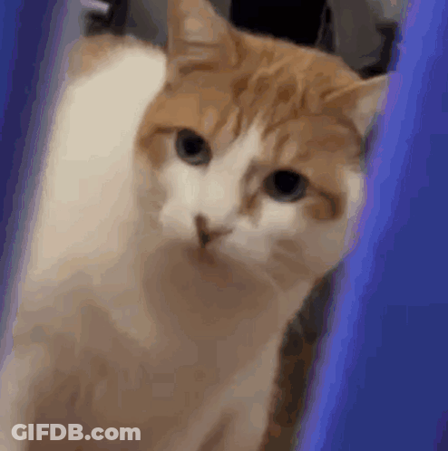 Man And Woman Kissing In Pool GIF