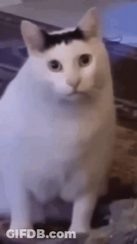 Man And Woman Kissing With Bee Faces GIF