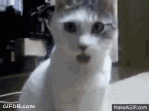 Man And Woman Saying True GIF