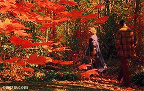 Man And Woman Walking Through Red Leaves Forest GIF