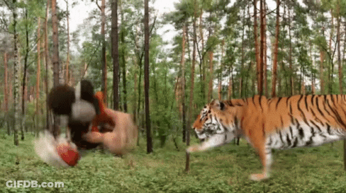 Man Attacked By Tiger In Jungle GIF
