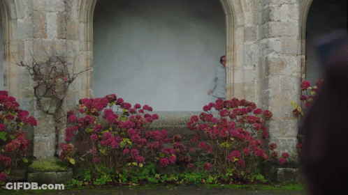 Man Behind Stone Wall With Pink Flowers GIF