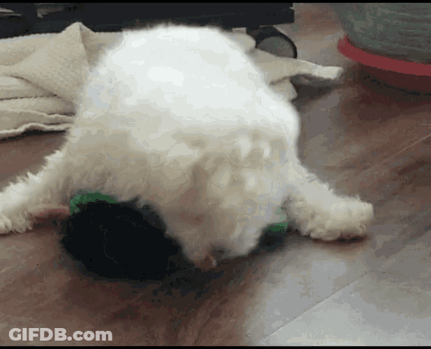 Man Best Friend Dog GIF