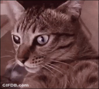 Man Bowling At Staff Room Door GIF