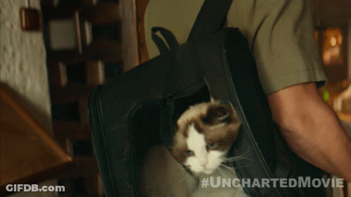 Man Carrying Cat In Bag Saying Uncharted Movie GIF