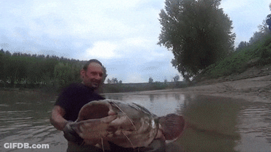 Man Caught Big Cat Fish GIF