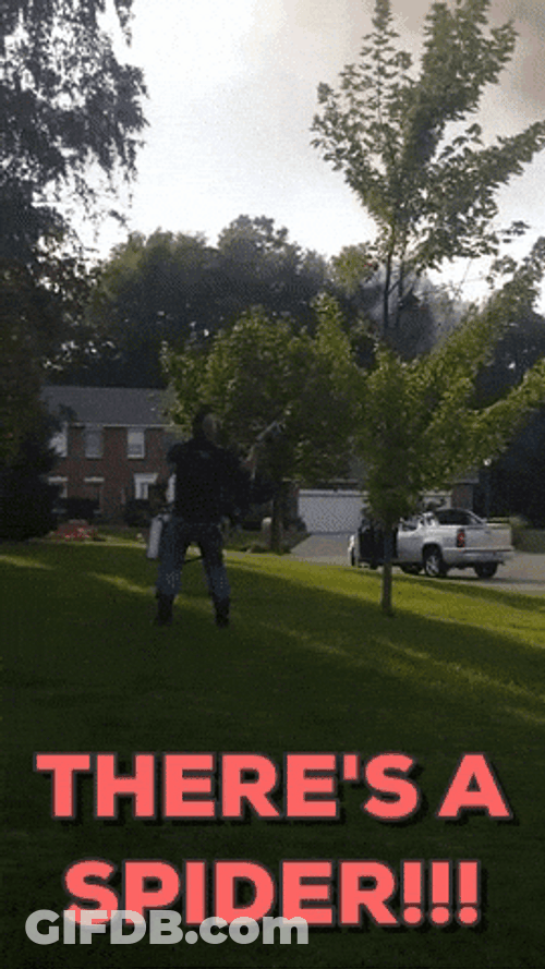 Man Chama Distinguishes Spider On The Tree GIF