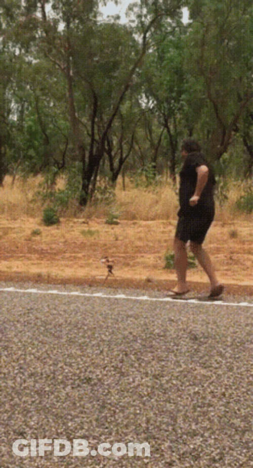 Man Chased By Frilled Lizard GIF