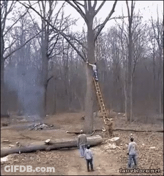 Man Climbing Ladder To Tree In Woods GIF