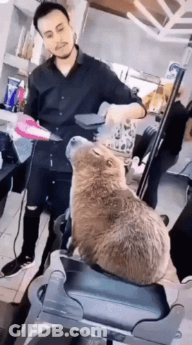 Man Cutting Cat Hair In Salon GIF