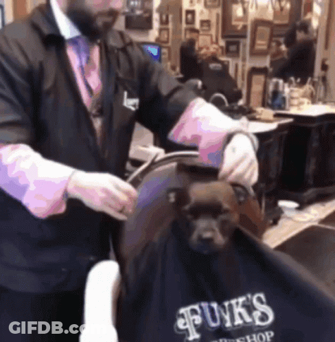 Man Cutting Dogs Hair Funk's Barbershop GIF