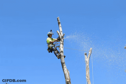 Man Cutting Tree With Stihl Chainsaw GIF
