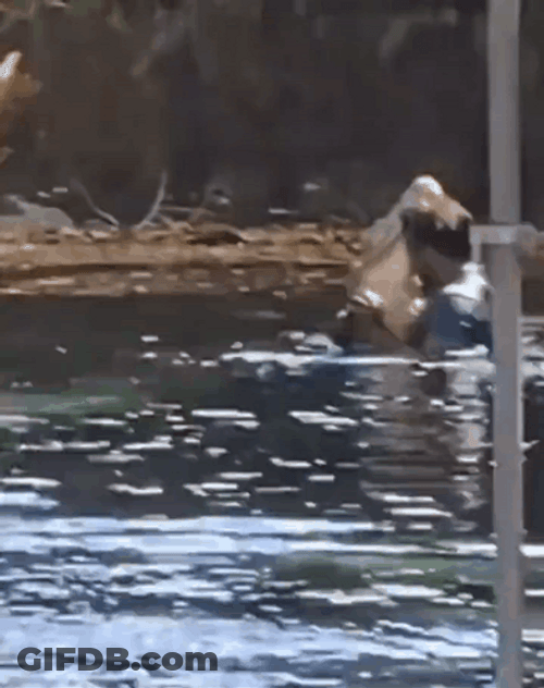 Man Dance With Crocodile In The Water GIF