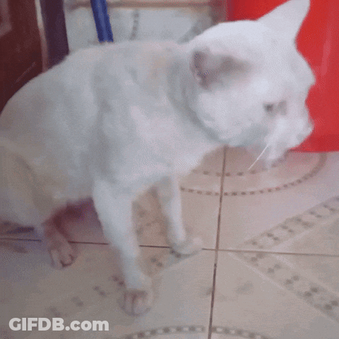 Man Dancing In Front Of Green Screen Saying Just Do It GIF
