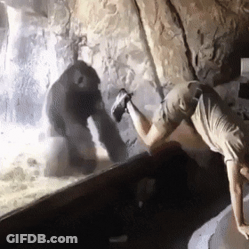 Man Doing Handstand In Zoo GIF