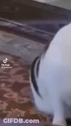 Man Doing Push Ups Black And White It's Little Bit Windy Today Dress Warm GIF