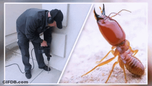 Man Drilling Hole Near Termite Picture GIF