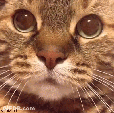 Man Driving Car Says It's Time To Try Yy Defyiiiing Graaaivity GIF