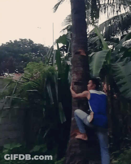 Man Easily Climb Coconut Tree GIF