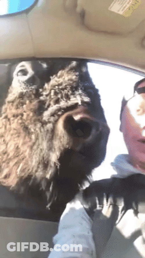 Man Enjoying Buffalo Playing GIF
