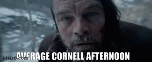 Man Face Average Cornell Afternoon GIF