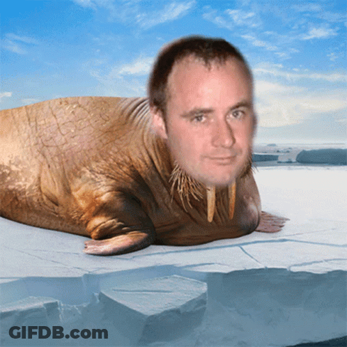 Man-Faced Walrus Laying On Ice GIF