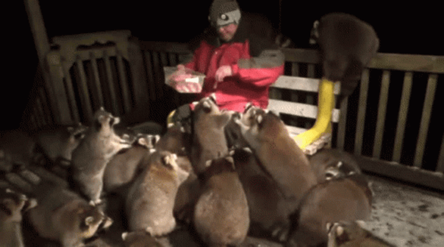 Man Feeding A Group Raccoons GIF
