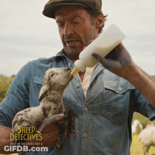 Man Feeding Baby Sheep From Bottle Sheep Detectives GIF