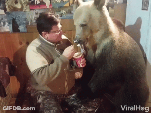 Man Feeding Bear Ice Cream Bear Licking Face GIF