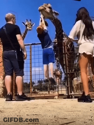 Man Feeding Giraffe Woman Watching GIF