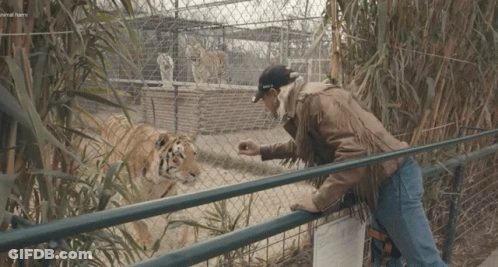 Man Feeding Tiger Behind Fence With General Farm Sign GIF